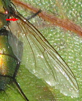 Lucilia cf. silvarum (Calliphoridae)