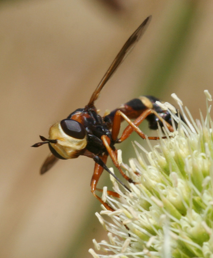 Physocephala cfr. vittata (Conopidae)