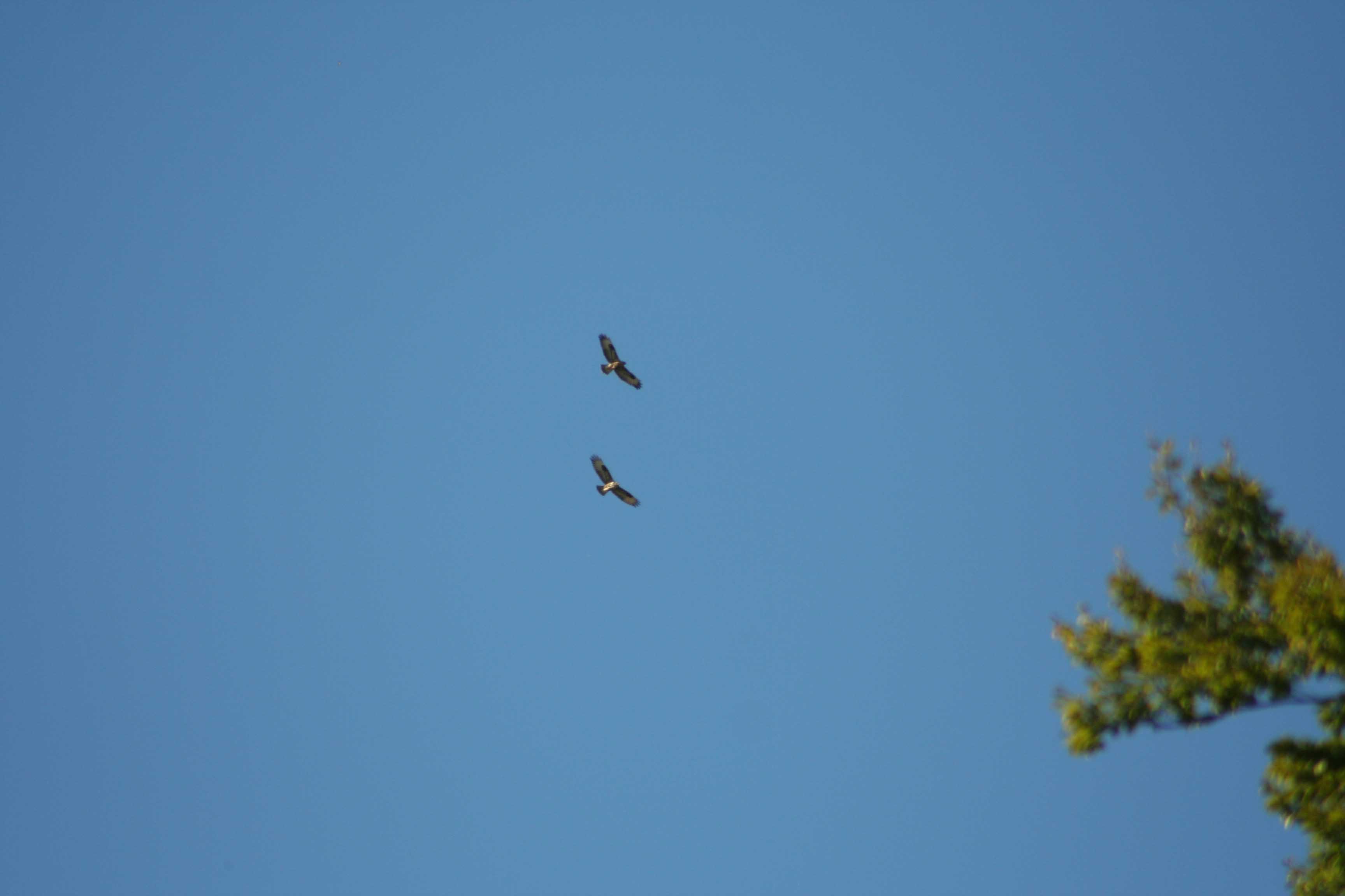 Coppia di Poiana in Abruzzo