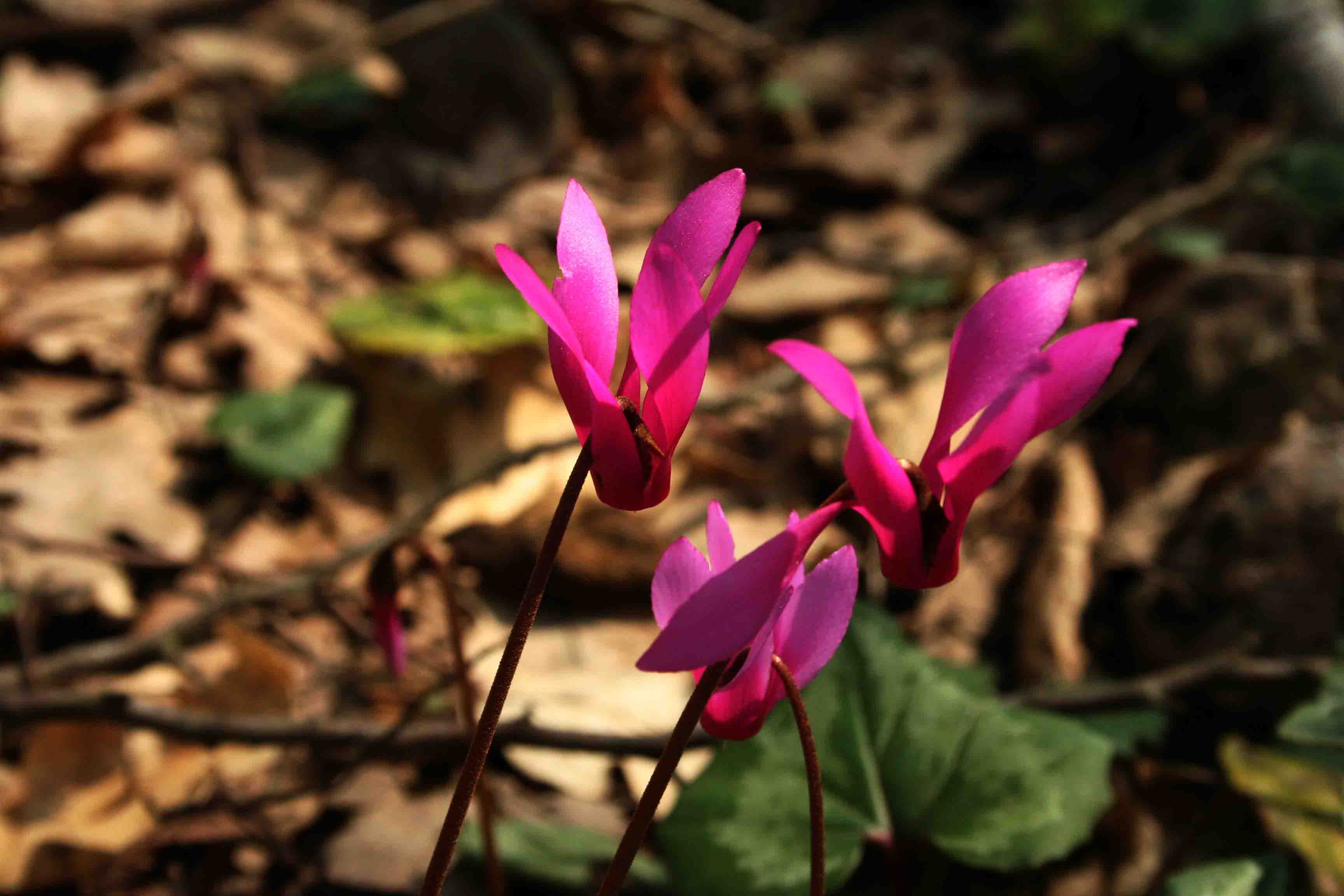 Appennino abruzzese - Cyclamen repandum e Anemone apennina