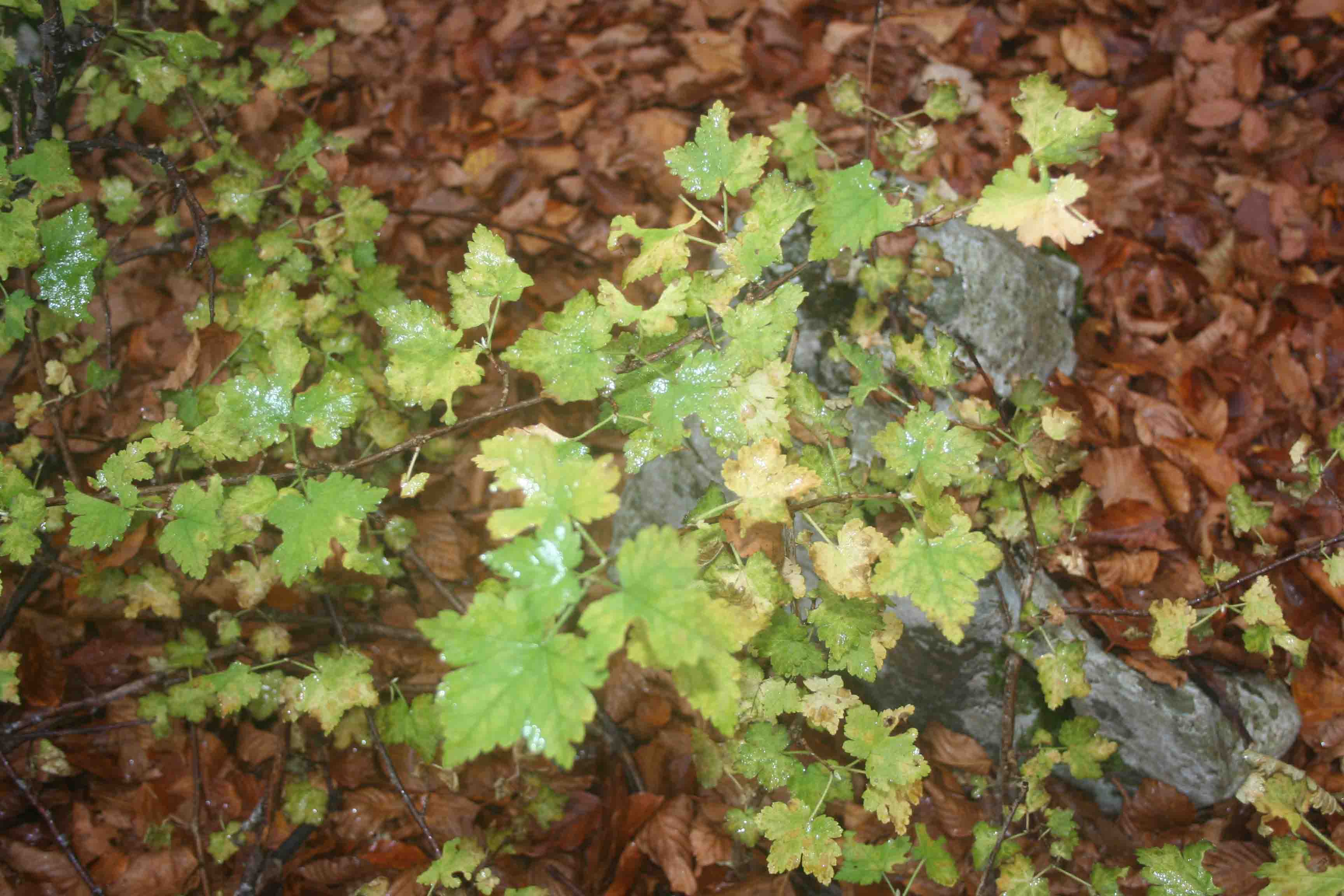 piante in abruzzo