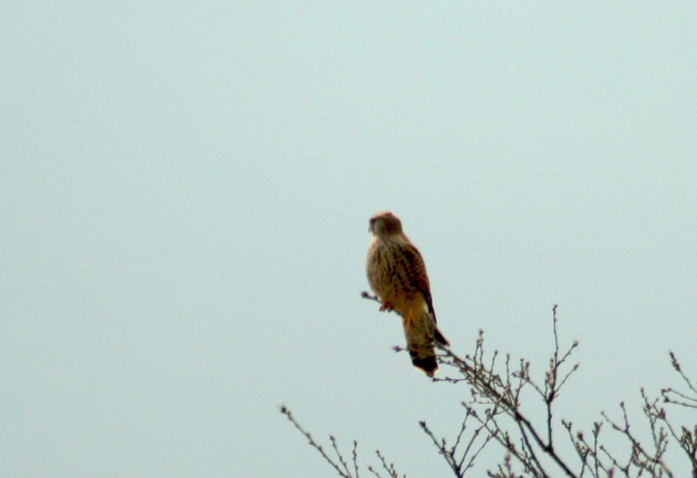 Coppia di Poiana in Abruzzo