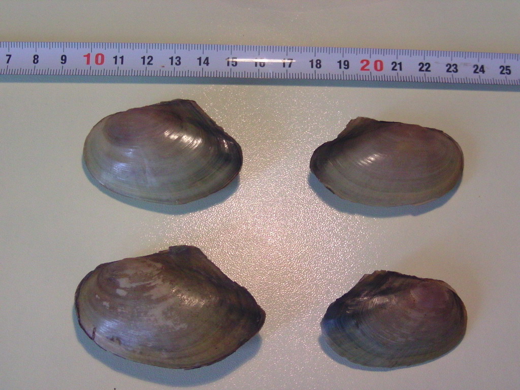 Pseudanodonta complanata ?