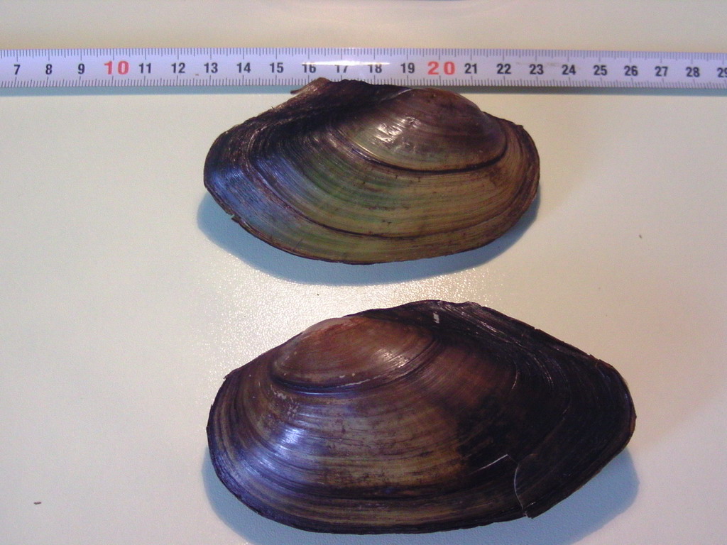 Pseudanodonta complanata ?