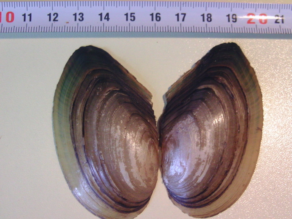 Pseudanodonta complanata ?