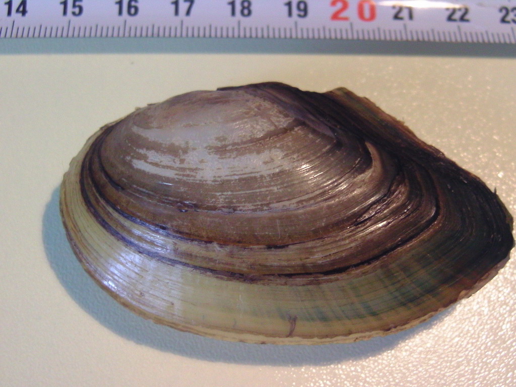 Pseudanodonta complanata ?
