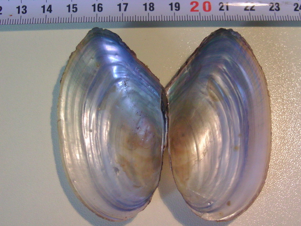 Pseudanodonta complanata ?