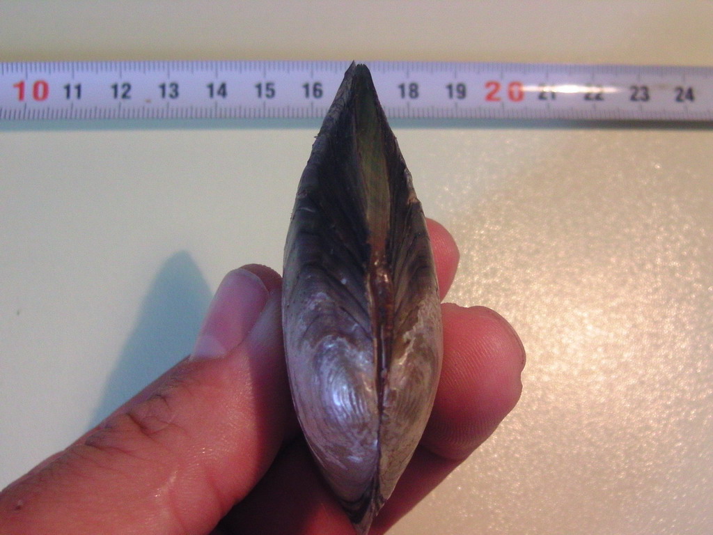 Pseudanodonta complanata ?
