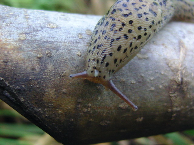 Limacidae from Transylvania