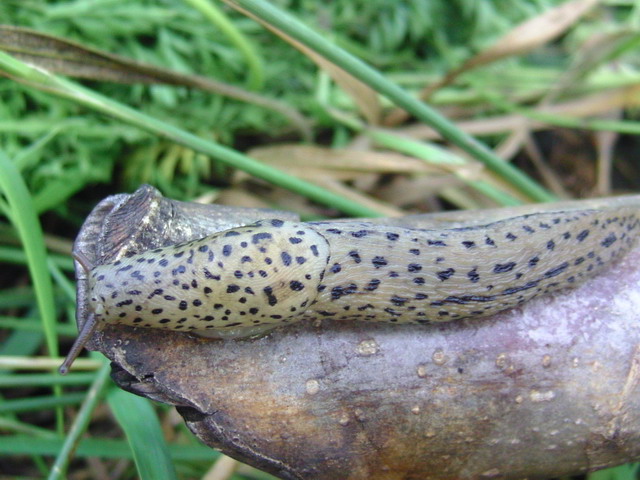Limacidae from Transylvania