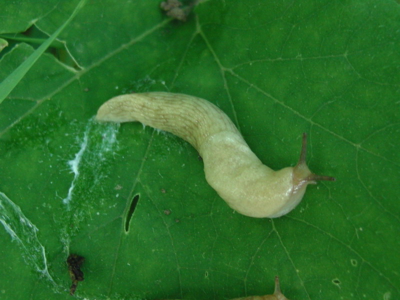 Limacidae from Transylvania