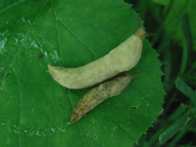 Limacidae from Transylvania