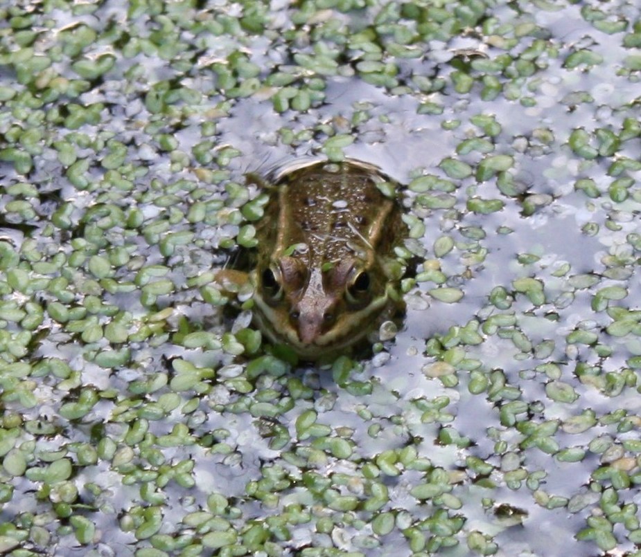 Giardino Botanico Litoraneo del Veneto