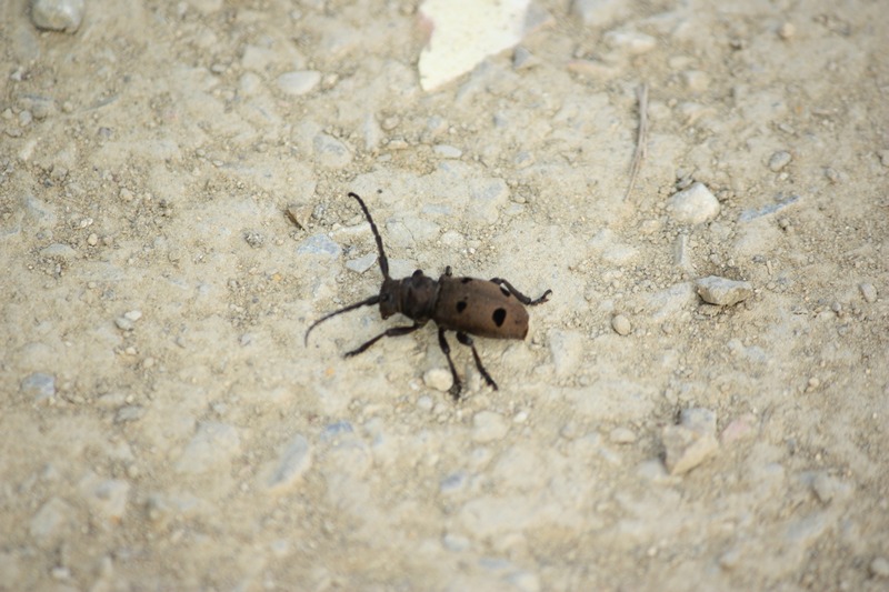 Che insetto ? Herophila tristis