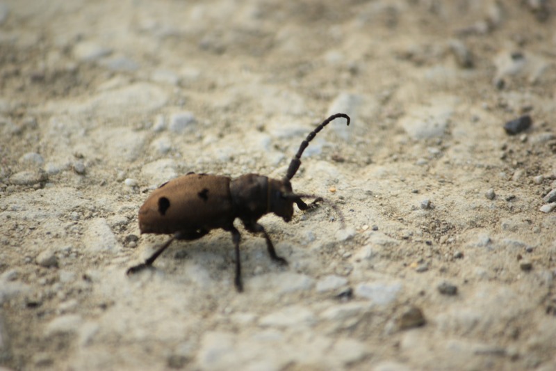 Che insetto ? Herophila tristis