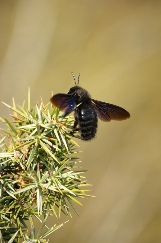 Xylocopa violacea