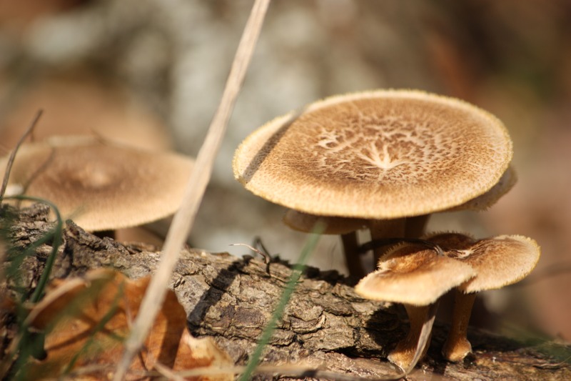 Polyporus sp.