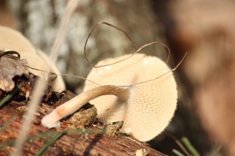 Polyporus sp.