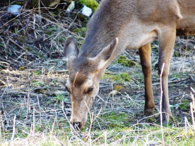 PASSIONE PER IL CERVO