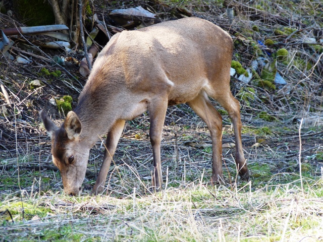 PASSIONE PER IL CERVO