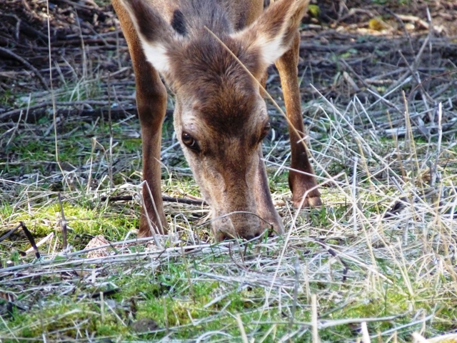 PASSIONE PER IL CERVO
