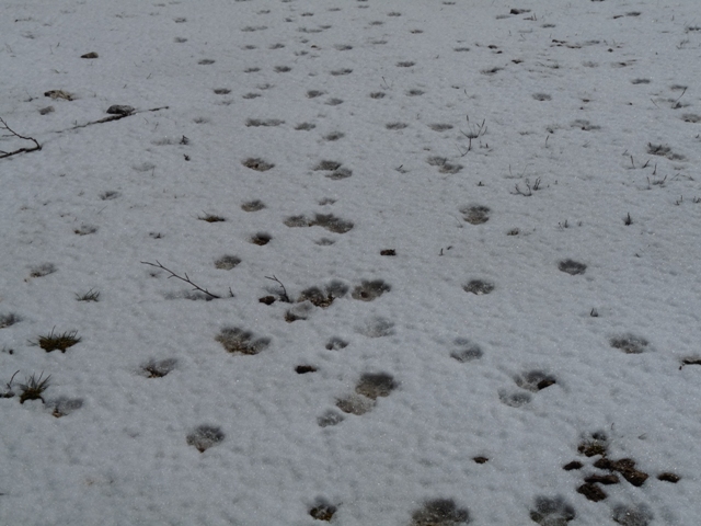 Impronte branco di lupi