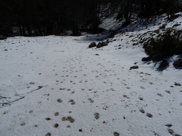 Impronte branco di lupi