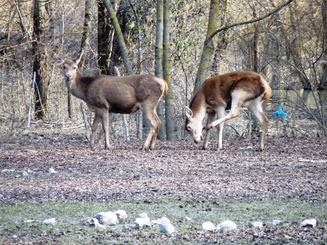 PASSIONE PER IL CERVO