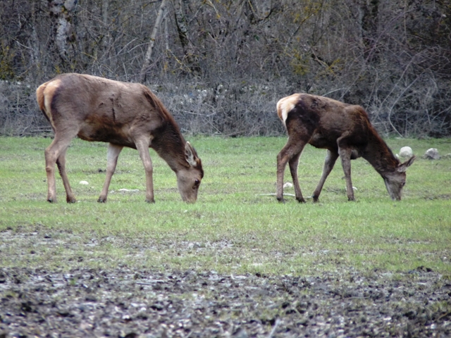 PASSIONE PER IL CERVO