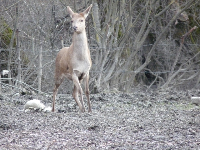 PASSIONE PER IL CERVO