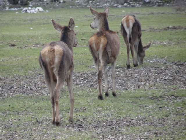 PASSIONE PER IL CERVO
