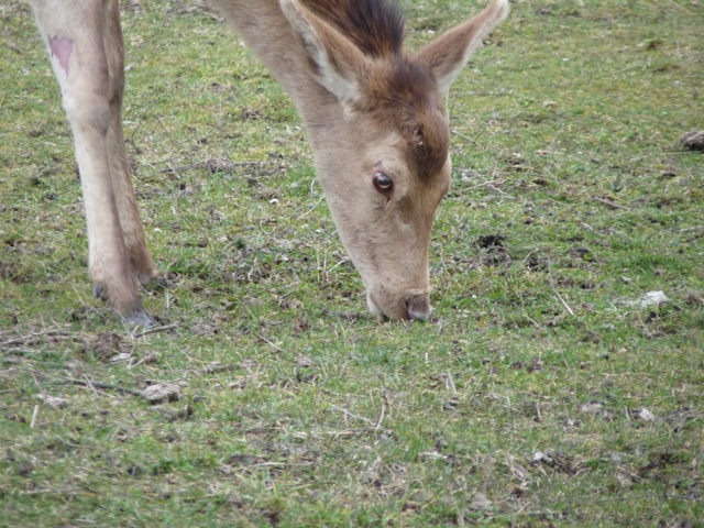 PASSIONE PER IL CERVO
