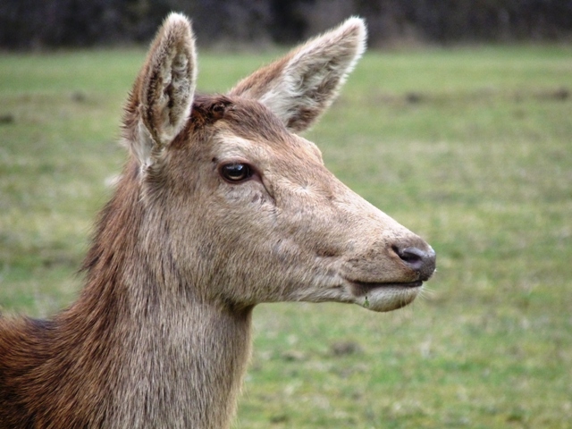 PASSIONE PER IL CERVO