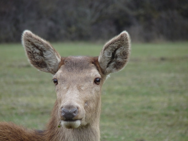 PASSIONE PER IL CERVO