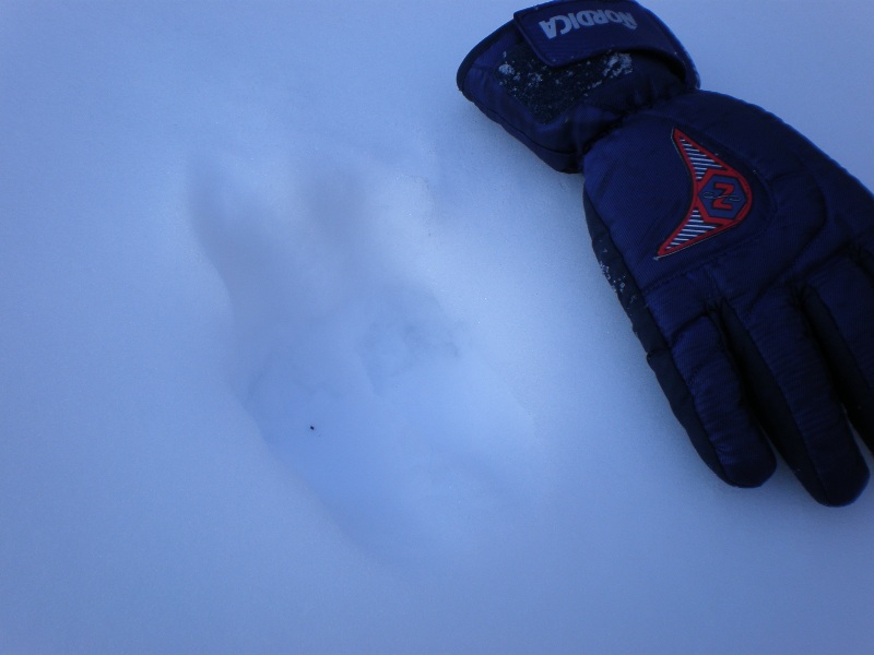 impronte nella neve