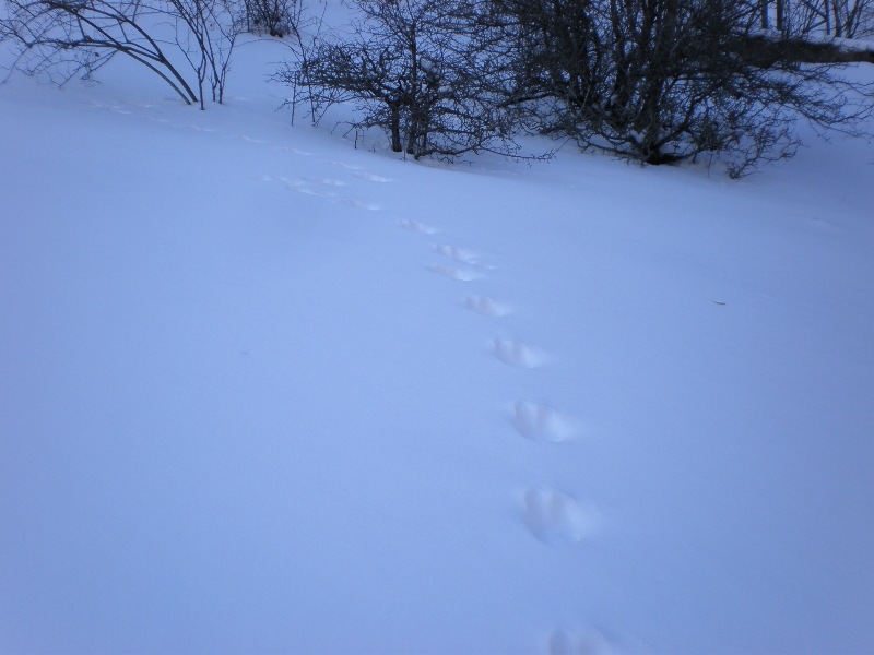 impronte nella neve