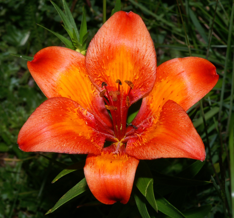 Giglio rosso