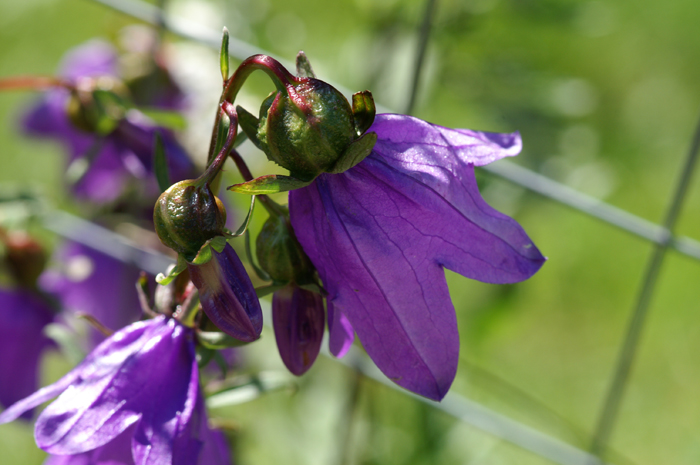 Carrellata di fiori-Val Venosta