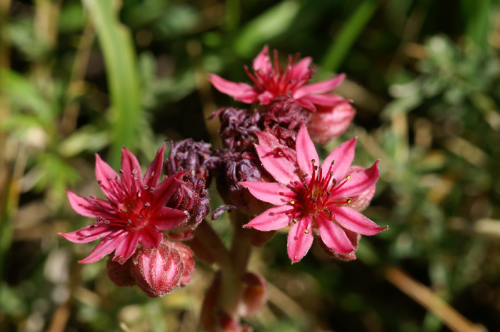 val Venosta 2 - Sempervivum sp.