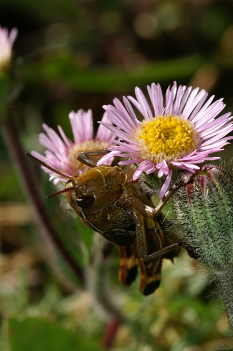 val Venosta 3 - Erigeron alpinus