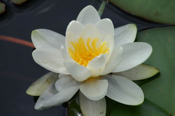 Nymphaea alba / Ninfea comune