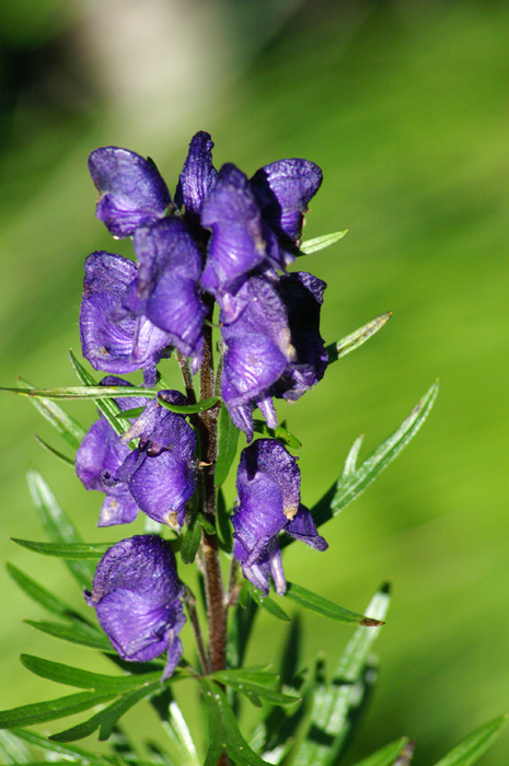val Venosta 7 - Aconitum napellus sl.
