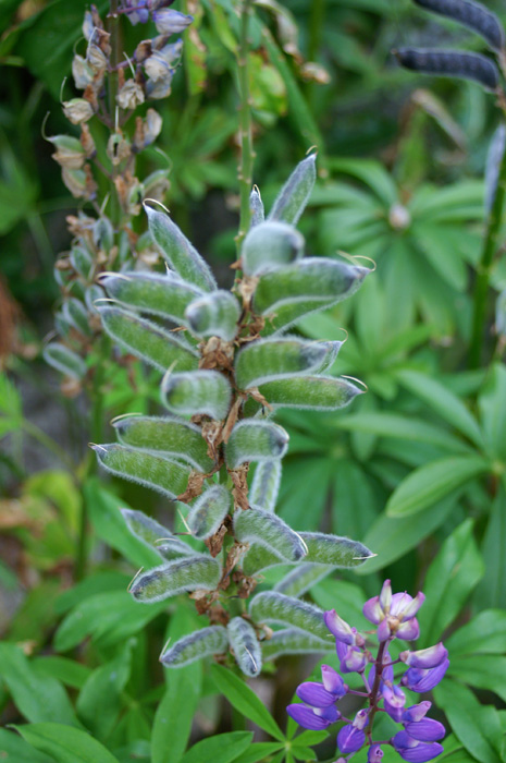 Lupinus polyphyllus / Lupino a foglie multiple