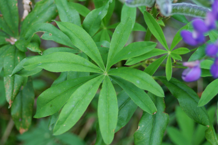 Lupinus polyphyllus / Lupino a foglie multiple