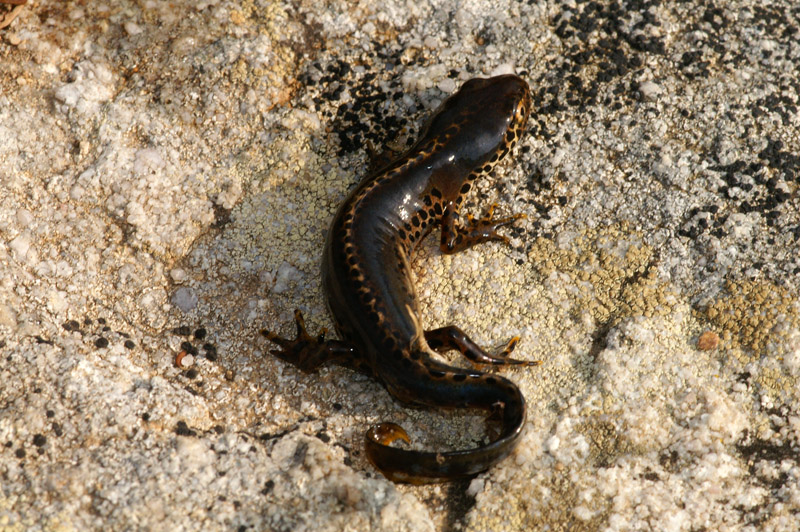 Finalmente i tritoni ! -  Ichthyosaura alpestris