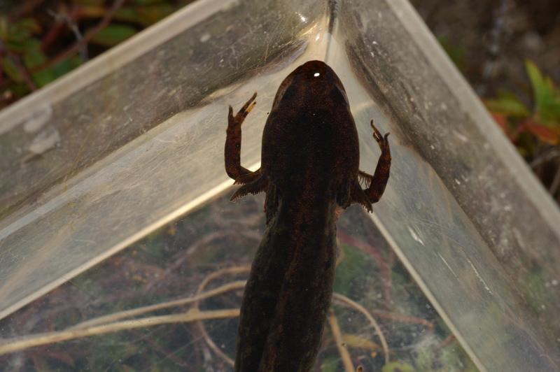 Finalmente i tritoni ! -  Ichthyosaura alpestris