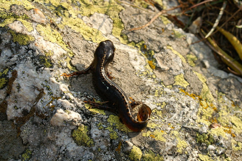 Finalmente i tritoni ! -  Ichthyosaura alpestris