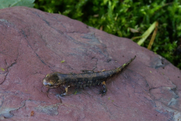 Salamandra salamandra neometamorfosata