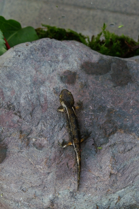 Salamandra salamandra neometamorfosata