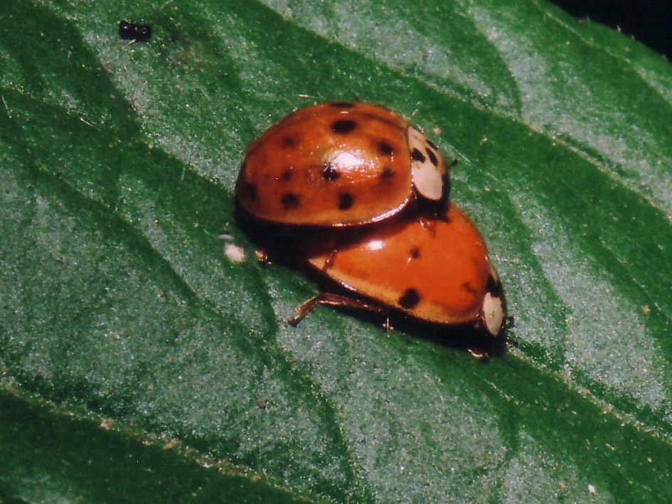 LE MIE PRIME FOTO MACRO...